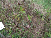 ova Gussonea-Hypericum hircinum 20110529 193